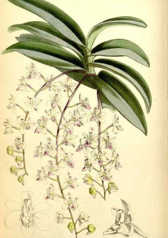 Reproducción/Reproduction 34887295630: Curtis's botanical magazine.. London ; New York [etc.] :Academic Press [etc.]