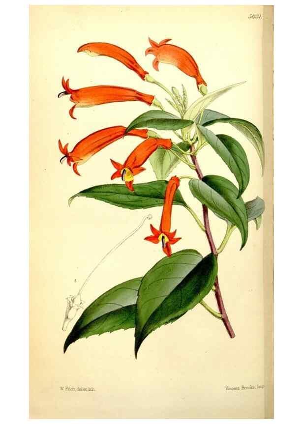 Reproducción/Reproduction 34887297590: Curtis's botanical magazine.. London ; New York [etc.] :Academic Press [etc.]