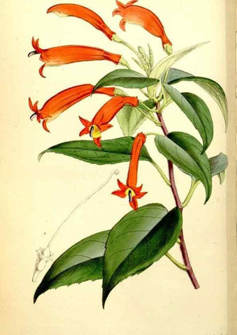 Reproducción/Reproduction 34887297590: Curtis's botanical magazine.. London ; New York [etc.] :Academic Press [etc.]