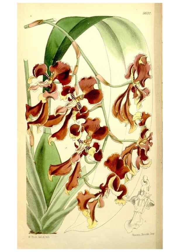 Reproducción/Reproduction 34887299730: Curtis's botanical magazine.. London ; New York [etc.] :Academic Press [etc.]