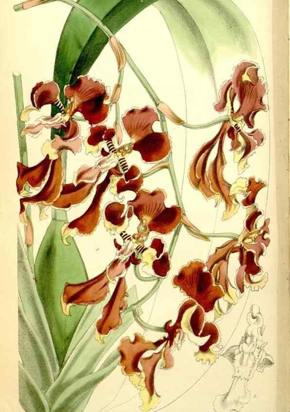 Reproducción/Reproduction 34887299730: Curtis's botanical magazine.. London ; New York [etc.] :Academic Press [etc.]
