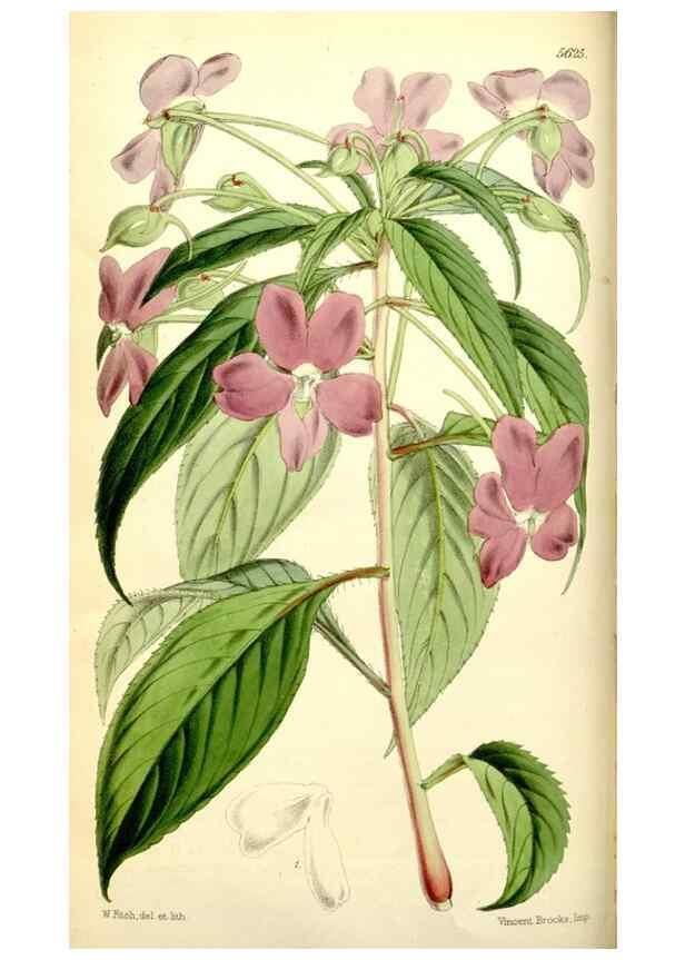 Reproducción/Reproduction 35144381131: Curtis's botanical magazine.. London ; New York [etc.] :Academic Press [etc.]