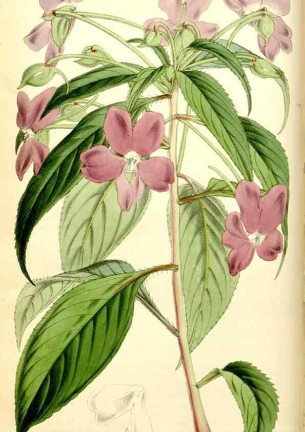 Reproducción/Reproduction 35144381131: Curtis's botanical magazine.. London ; New York [etc.] :Academic Press [etc.]