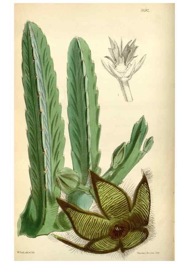 Reproducción/Reproduction 34465140923: Curtis's botanical magazine.. London ; New York [etc.] :Academic Press [etc.]