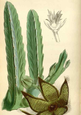 Reproducción/Reproduction 34465140923: Curtis's botanical magazine.. London ; New York [etc.] :Academic Press [etc.]