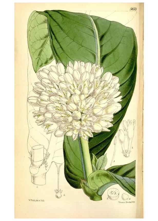 Reproducción/Reproduction 35234210276: Curtis's botanical magazine.. London ; New York [etc.] :Academic Press [etc.]