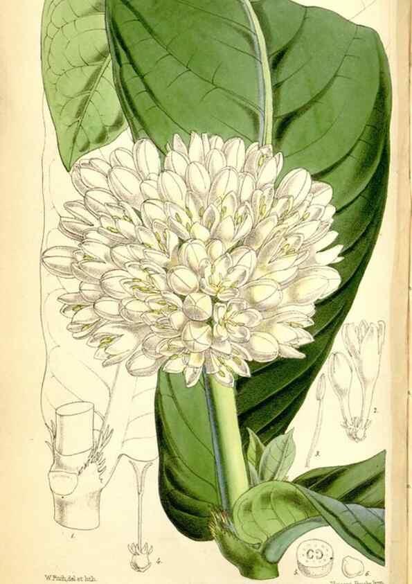 Reproducción/Reproduction 35234210276: Curtis's botanical magazine.. London ; New York [etc.] :Academic Press [etc.]