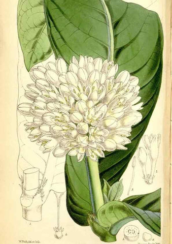 Reproducción/Reproduction 35234210276: Curtis's botanical magazine.. London ; New York [etc.] :Academic Press [etc.]