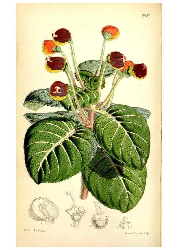 Reproducción/Reproduction 35234216806: Curtis's botanical magazine.. London ; New York [etc.] :Academic Press [etc.]