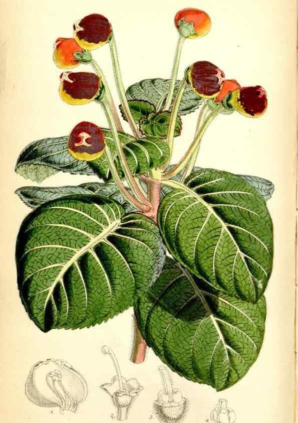 Reproducción/Reproduction 35234216806: Curtis's botanical magazine.. London ; New York [etc.] :Academic Press [etc.]