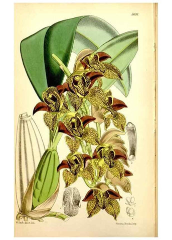 Reproducción/Reproduction 34430782054: Curtis's botanical magazine.. London ; New York [etc.] :Academic Press [etc.]