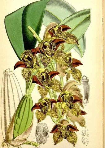 Reproducción/Reproduction 34430782054: Curtis's botanical magazine.. London ; New York [etc.] :Academic Press [etc.]
