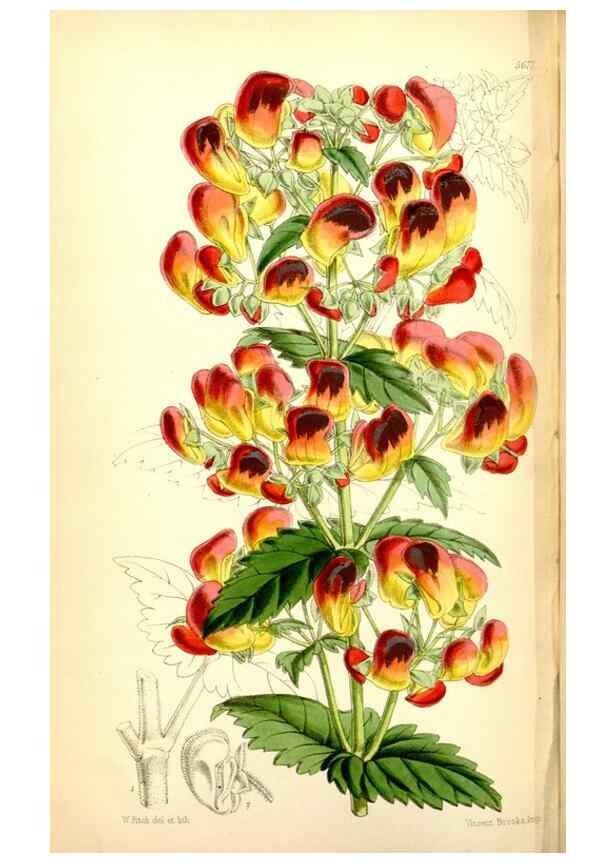 Reproducción/Reproduction 34430785724: Curtis's botanical magazine.. London ; New York [etc.] :Academic Press [etc.]