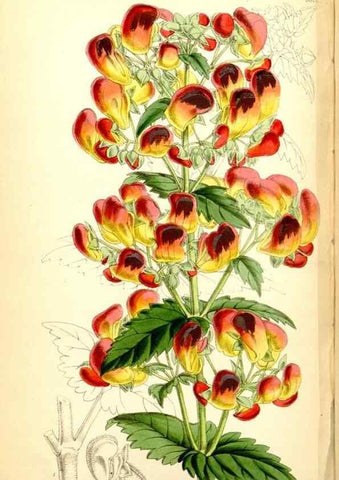 Reproducción/Reproduction 34430785724: Curtis's botanical magazine.. London ; New York [etc.] :Academic Press [etc.]