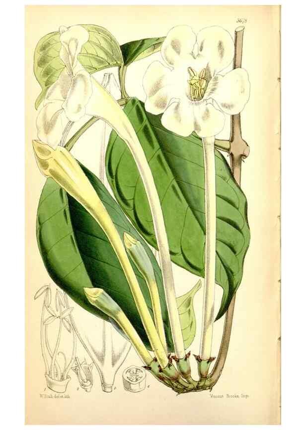 Reproducción/Reproduction 35234244296: Curtis's botanical magazine.. London ; New York [etc.] :Academic Press [etc.]