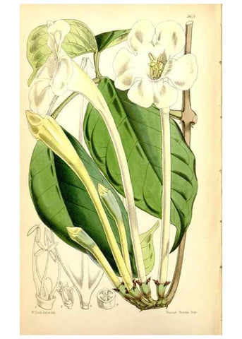 Reproducción/Reproduction 35234244296: Curtis's botanical magazine.. London ; New York [etc.] :Academic Press [etc.]