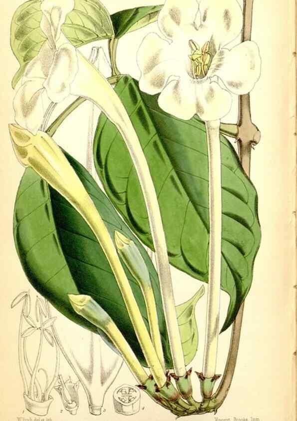 Reproducción/Reproduction 35234244296: Curtis's botanical magazine.. London ; New York [etc.] :Academic Press [etc.]