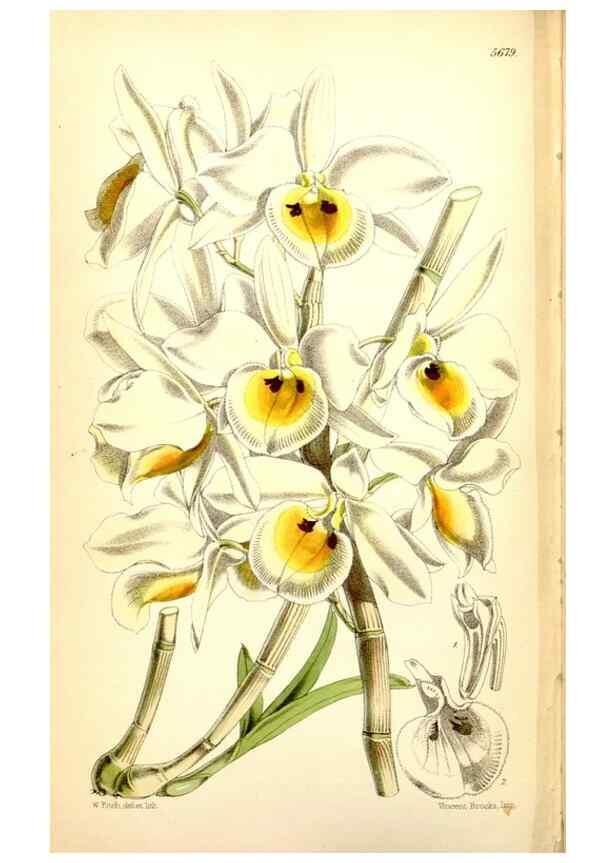 Reproducción/Reproduction 35234245366: Curtis's botanical magazine.. London ; New York [etc.] :Academic Press [etc.]