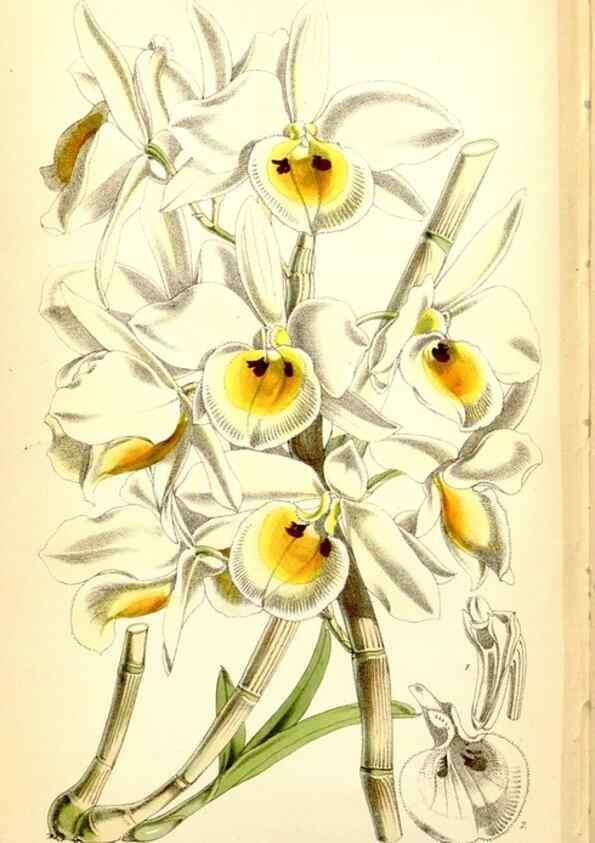 Reproducción/Reproduction 35234245366: Curtis's botanical magazine.. London ; New York [etc.] :Academic Press [etc.]