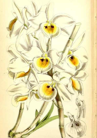 Reproducción/Reproduction 35234245366: Curtis's botanical magazine.. London ; New York [etc.] :Academic Press [etc.]