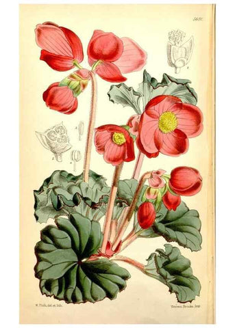 Reproducción/Reproduction 35144510031: Curtis's botanical magazine.. London ; New York [etc.] :Academic Press [etc.]