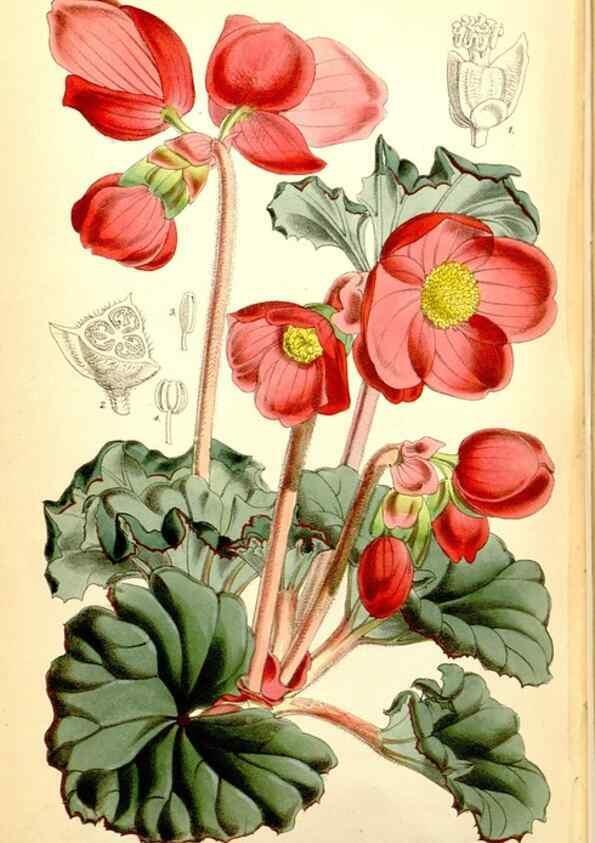 Reproducción/Reproduction 35144510031: Curtis's botanical magazine.. London ; New York [etc.] :Academic Press [etc.]