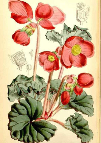 Reproducción/Reproduction 35144510031: Curtis's botanical magazine.. London ; New York [etc.] :Academic Press [etc.]