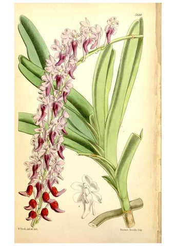 Reproducción/Reproduction 35144512781: Curtis's botanical magazine.. London ; New York [etc.] :Academic Press [etc.]