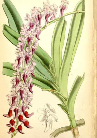 Reproducción/Reproduction 35144512781: Curtis's botanical magazine.. London ; New York [etc.] :Academic Press [etc.]