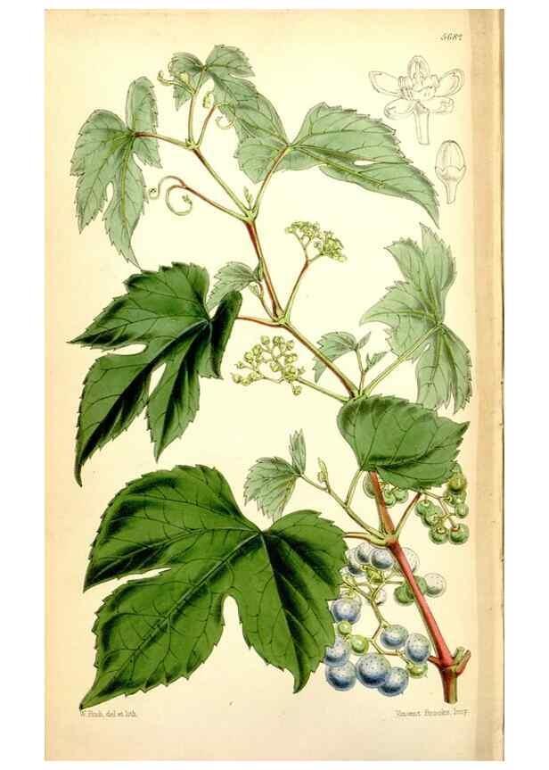 Reproducción/Reproduction 34465041473: Curtis's botanical magazine.. London ; New York [etc.] :Academic Press [etc.]