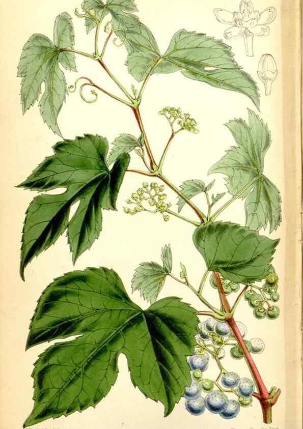 Reproducción/Reproduction 34465041473: Curtis's botanical magazine.. London ; New York [etc.] :Academic Press [etc.]