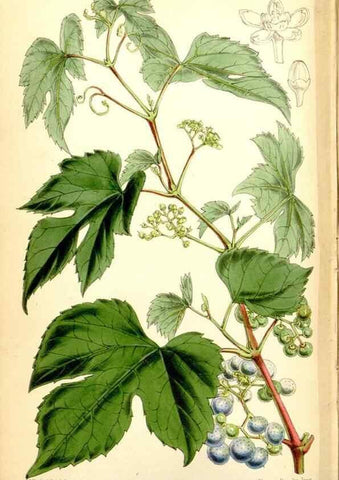 Reproducción/Reproduction 34465041473: Curtis's botanical magazine.. London ; New York [etc.] :Academic Press [etc.]