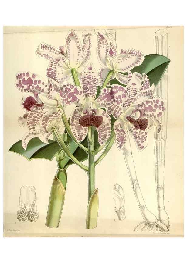 Reproducción/Reproduction 35108231552: Curtis's botanical magazine.. London ; New York [etc.] :Academic Press [etc.]