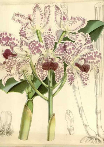 Reproducción/Reproduction 35108231552: Curtis's botanical magazine.. London ; New York [etc.] :Academic Press [etc.]