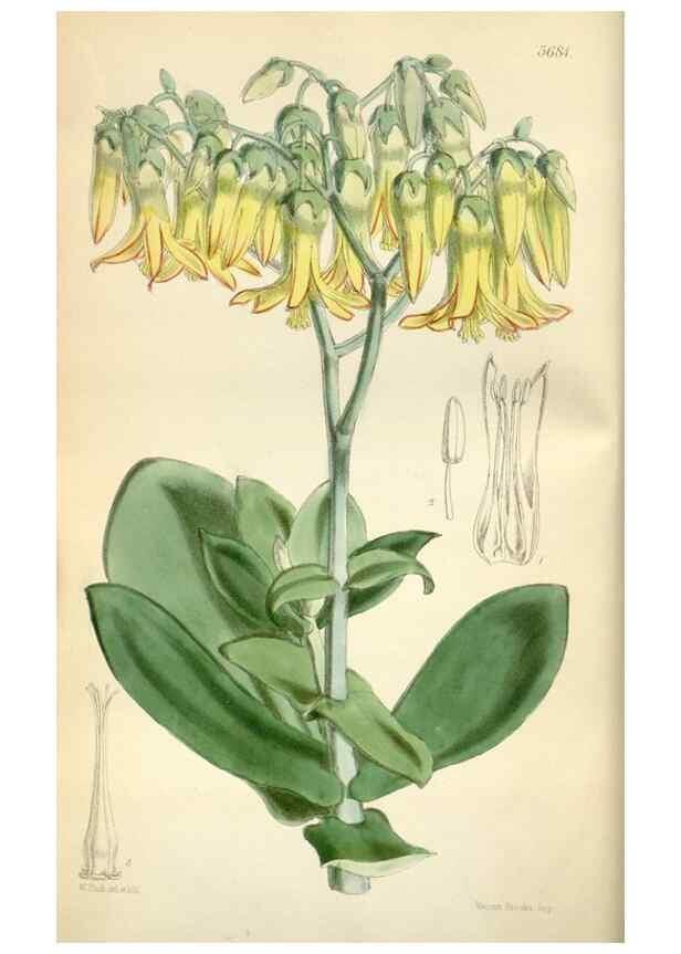 Reproducción/Reproduction 34465118663: Curtis's botanical magazine.. London ; New York [etc.] :Academic Press [etc.]