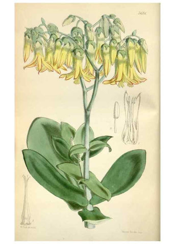 Reproducción/Reproduction 34465118663: Curtis's botanical magazine.. London ; New York [etc.] :Academic Press [etc.]