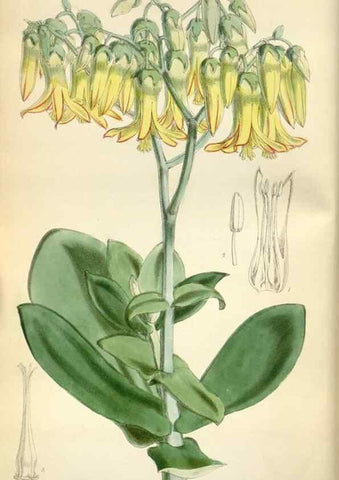 Reproducción/Reproduction 34465118663: Curtis's botanical magazine.. London ; New York [etc.] :Academic Press [etc.]