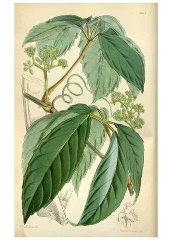Reproducción/Reproduction 35234289996: Curtis's botanical magazine.. London ; New York [etc.] :Academic Press [etc.]