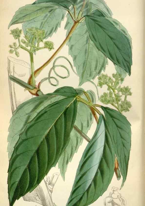 Reproducción/Reproduction 35234289996: Curtis's botanical magazine.. London ; New York [etc.] :Academic Press [etc.]