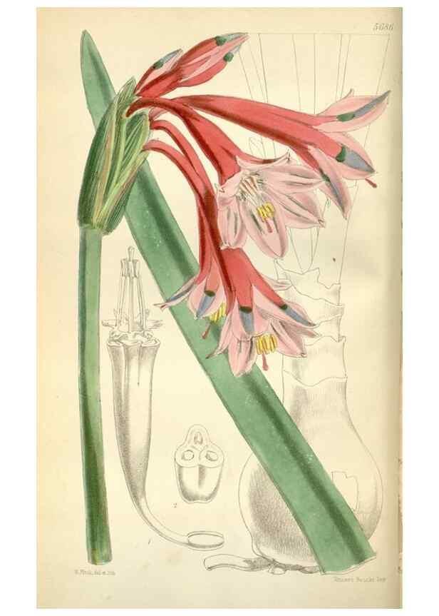 Reproducción/Reproduction 35234291926: Curtis's botanical magazine.. London ; New York [etc.] :Academic Press [etc.]