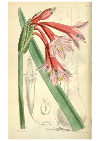 Reproducción/Reproduction 35234291926: Curtis's botanical magazine.. London ; New York [etc.] :Academic Press [etc.]