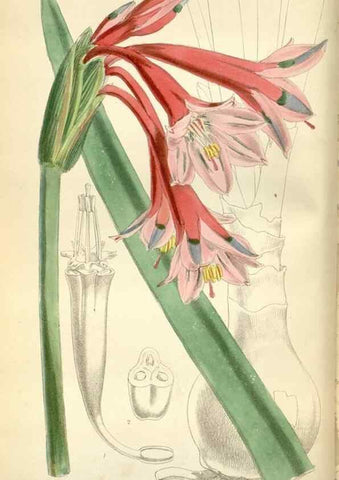 Reproducción/Reproduction 35234291926: Curtis's botanical magazine.. London ; New York [etc.] :Academic Press [etc.]
