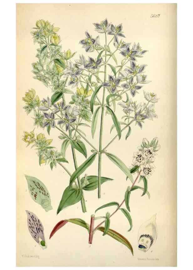 Reproducción/Reproduction 35234294616: Curtis's botanical magazine.. London ; New York [etc.] :Academic Press [etc.]