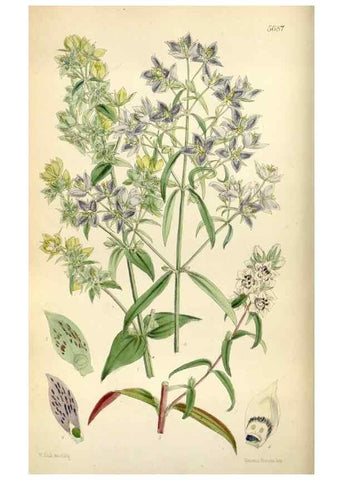 Reproducción/Reproduction 35234294616: Curtis's botanical magazine.. London ; New York [etc.] :Academic Press [etc.]