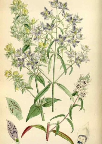 Reproducción/Reproduction 35234294616: Curtis's botanical magazine.. London ; New York [etc.] :Academic Press [etc.]