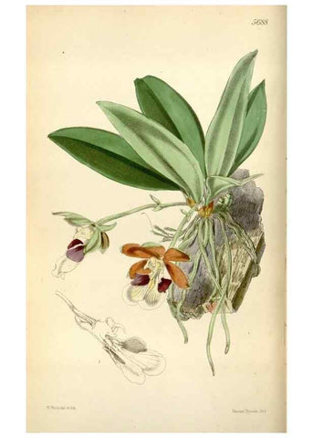 Reproducción/Reproduction 35234297616: Curtis's botanical magazine.. London ; New York [etc.] :Academic Press [etc.]