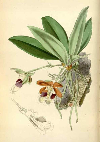 Reproducción/Reproduction 35234297616: Curtis's botanical magazine.. London ; New York [etc.] :Academic Press [etc.]