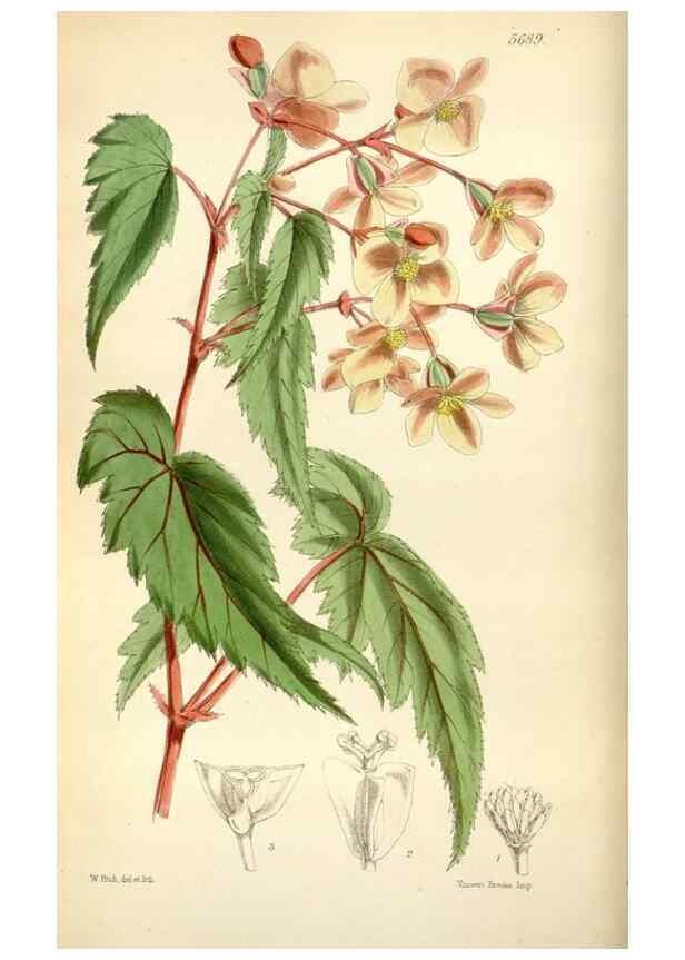 Reproducción/Reproduction 35234300186: Curtis's botanical magazine.. London ; New York [etc.] :Academic Press [etc.]