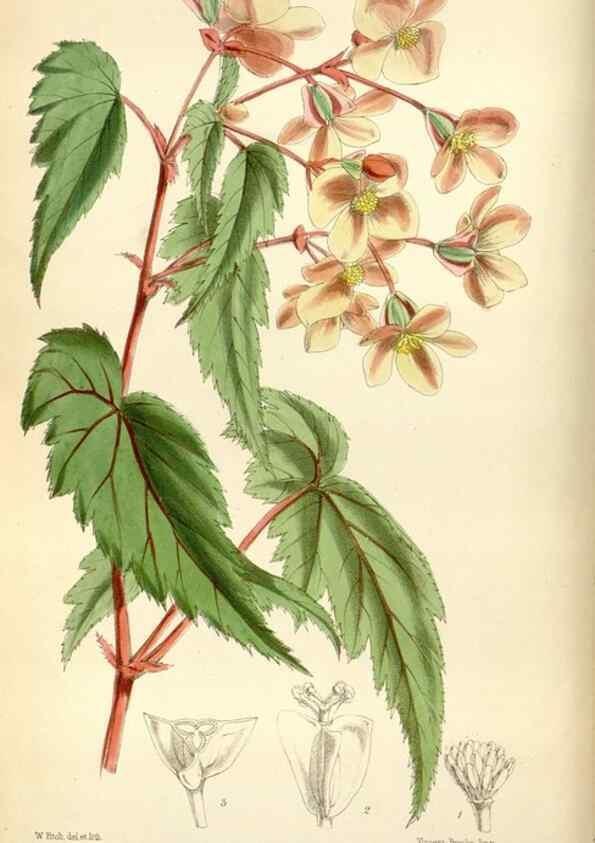 Reproducción/Reproduction 35234300186: Curtis's botanical magazine.. London ; New York [etc.] :Academic Press [etc.]