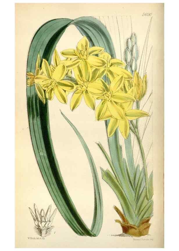 Reproducción/Reproduction 34430869624: Curtis's botanical magazine.. London ; New York [etc.] :Academic Press [etc.]